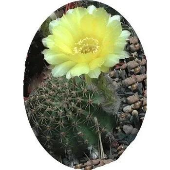 Sazenice Echinopsis aurea 20 semen
