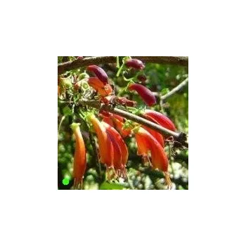 Semeno HALLERIA lucida "Stromová fuchsie" 7 semen