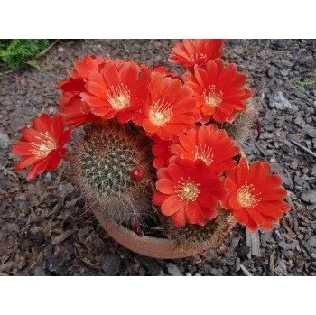 Semeno AYLOSTERA kupperiana 20 semen