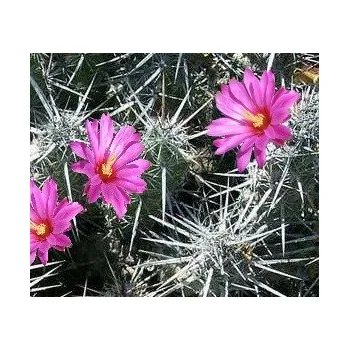 Semeno ECHINOCEREUS brandegei 15 semen