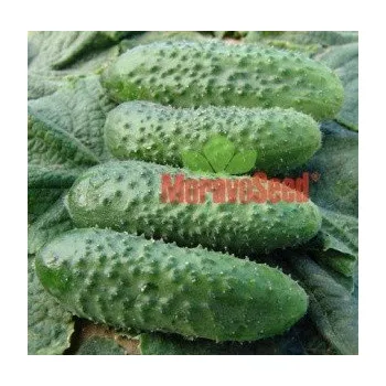 Semeno OKURKA nakládačka Alhambra F1 (Cucumis sativus L.) 15 semen