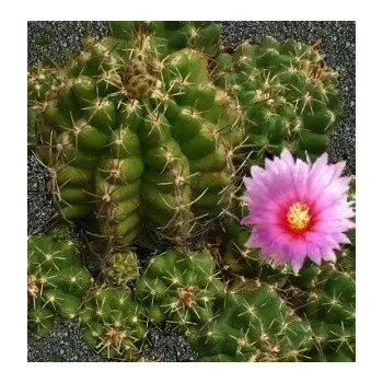 Semeno THELOCACTUS leucacanthus var. ehrenbergii 15 semen