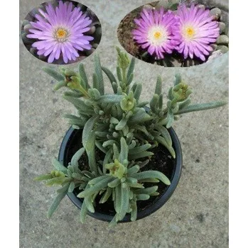 Sazenice Delosperma harazianum 25 semen