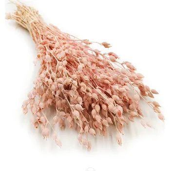 mech-mech.cz Sušená Silene - (Silene vulgaris) - Růžové