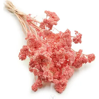 mech-mech.cz Sušený Řebříček - (Achillea) - růžový IT
