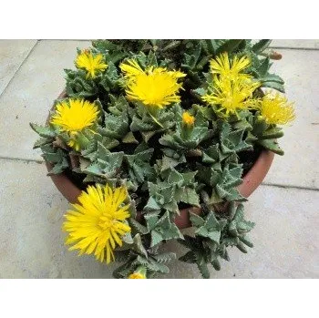 Semeno FAUCARIA tigrina ”Tygří tlamička” 10 semen