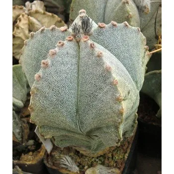 Semeno ASTROPHYTUM myriostigma 10 semen