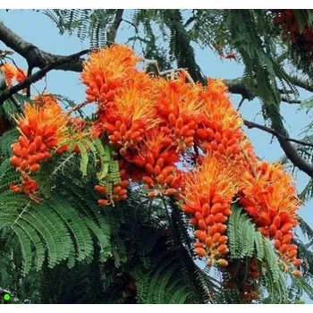 Semeno COLVILLEA racemosa "Colville’s Glory" 2 semena