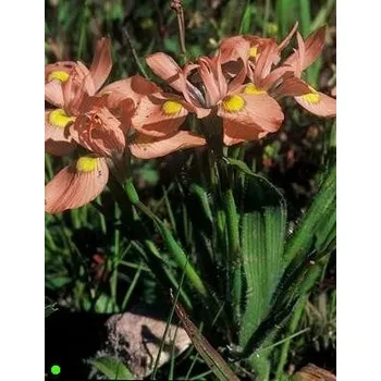 Semeno MORAEA papilionaceae 5 semen