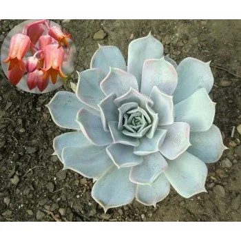 Semeno ECHEVERIA lilacina 30 semen