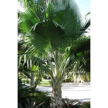 Semeno PRITCHARDIA pacifica 3 semena