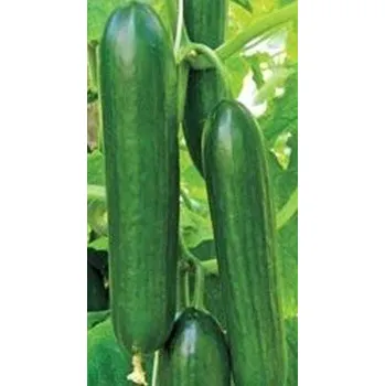 Semeno OKURKA salátová Twenty F1 (Cucumis sativus L.) 8 semen