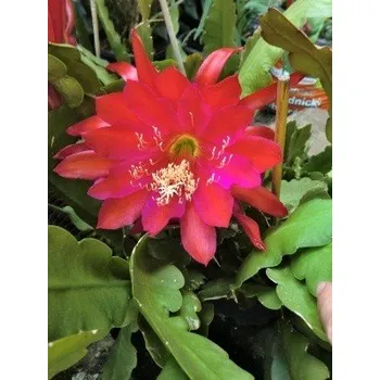 Semeno Phyllocactus-Epiphyllum hybr. červený 10 semen