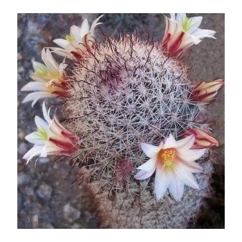 Semeno MAMMILLARIA dioica 15 semen
