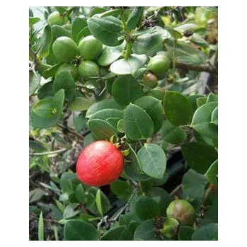 Semeno CARISSA grandiflora "Natalská švestka" 3 semena