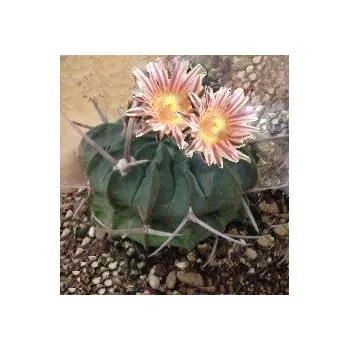 Semeno ECHINOFOSSULOCACTUS coptonogonus 10 semen