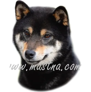 Samolepka šiba, shiba inu černá 242