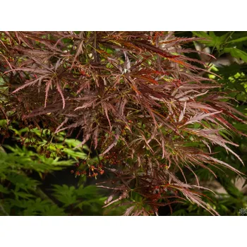 Sazenice Javor dlanitolistý 'Ornatum' Balení: kontejner C5, Tvar: kmínek 95-110cm, šířka 25-35cm