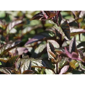 Sazenice Máta peprná 'Chocolate' Balení: kontejner p14