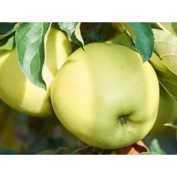 Sazenice Jabloň sloupovitá 'Goldcats' kontejner C5
