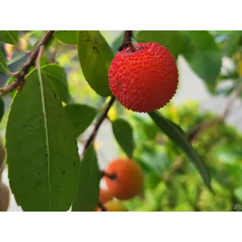 Sazenice Planika obecná kontejner C130