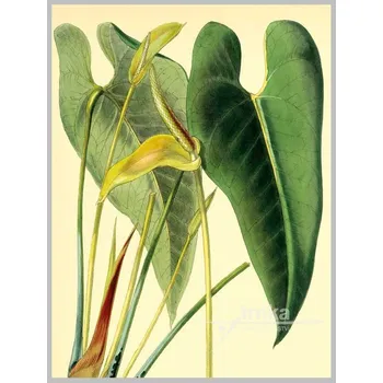 Dekorativní polštářek Reprodukce Toulitka Anthurium montanum Velikost: 30 x 40 cm