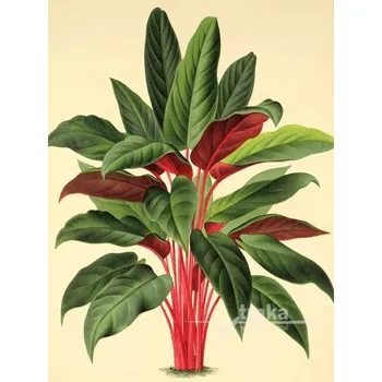 Dekorativní polštářek Reprodukce Homalomena insignis Velikost: 30 x 40 cm