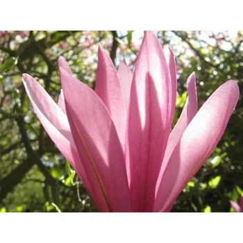 Sazenice Magnolie 'Ricki' Balení: kontejner C5, Tvar: výška 60-80cm