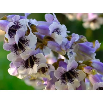 Sazenice Pavlovnie protáhlá Balení: bal/kontejner, Tvar: vícekmen, výška 450-500cm