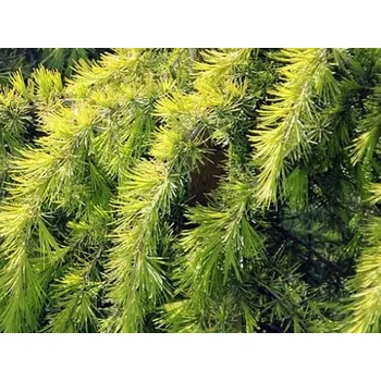 Sazenice Cedr himalájský 'Golden Horizon' Balení: kontejner C9