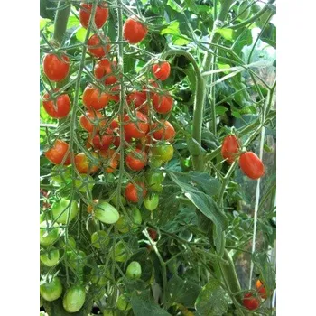 Semeno RAJČE tyčkové datlové Mandat (F1) (Solanum lycopersicum L) 8 semen.