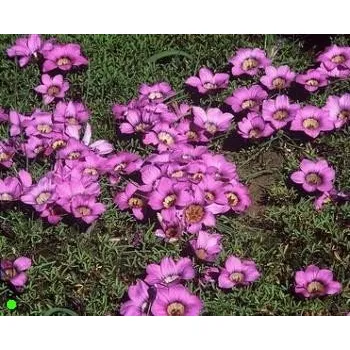 Semeno ROMULEA komsbergensis 5 semen