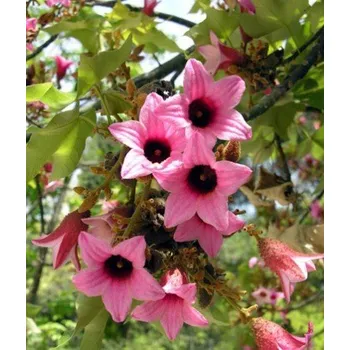 Semeno BRACHYCHITON discolor "Lahvový strom" 3 semena