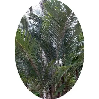 Semeno Arenga engleri 2 semena