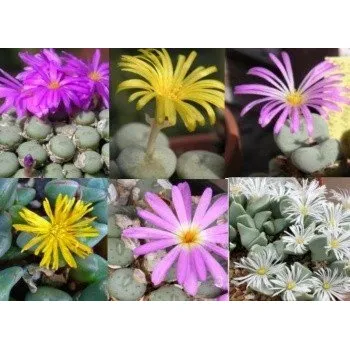 Semeno Conophytum mix 10 semen