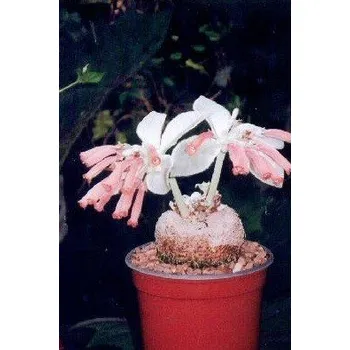 Semeno REICHSTENERIA leucotricha 30 semen