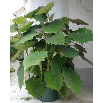 Semeno SOLANUM quitoense "Narančila" 10 semen