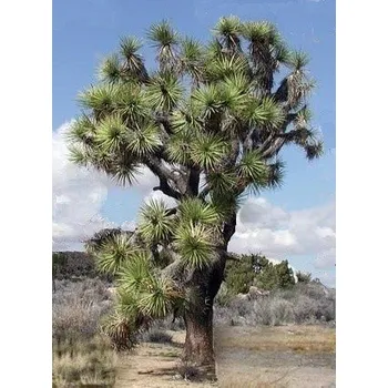Semeno YUCCA brevifolia "Joshuův strom" 4 semena