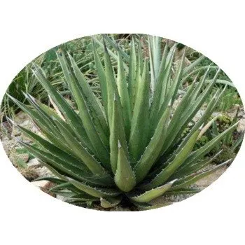 Semeno Agave lechuguilla 5 semen