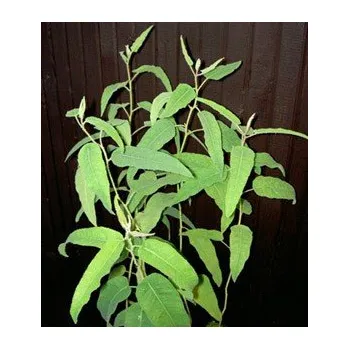 Semeno EUCALYPTUS citriodora 10 semen