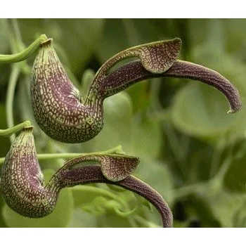 Semeno ARISTOLOCHIA ringens 3 semena