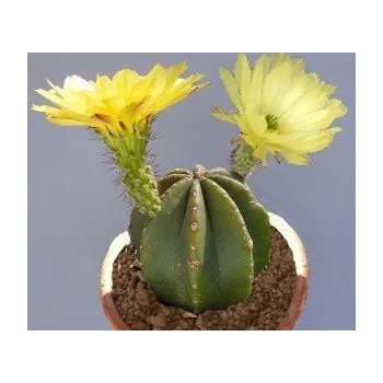 Semeno ECHINOCEREUS subinermis 10 semen