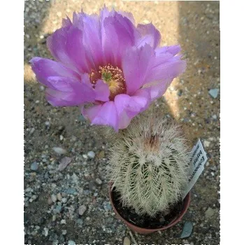 Semeno ECHINOCEREUS baileyi 15 semen