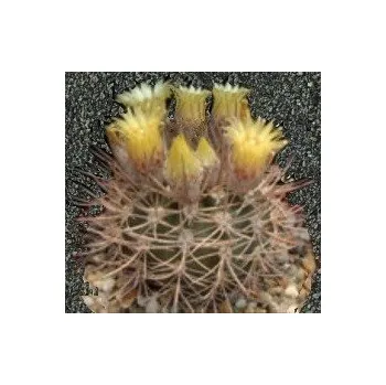 Semeno PYRRHOCACTUS umadeave 10 semen