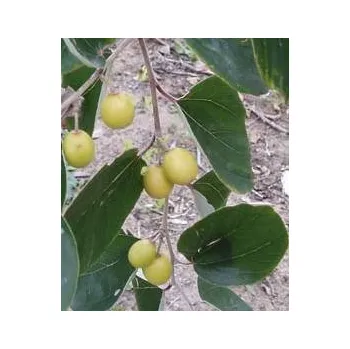Semeno ZIZIPHUS mauritiana "Cicimek, Jujuba" 3 semena