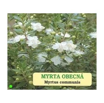Semeno MYRTUS communis 10 semen