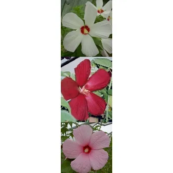 Semeno HIBISCUS Galaxy mix 5 semen