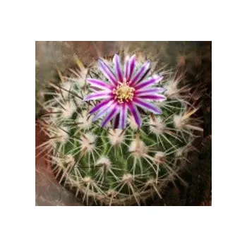 Semeno ECHINOFOSSULOCACTUS heteracanthus 15 semen