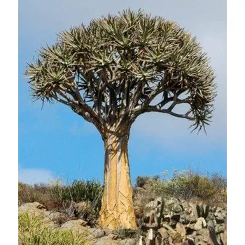 Semeno ALOE dichotoma (Aloidendron dichotomum) 4 semena