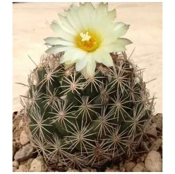 Semeno CORYPHANTA palmeri 25 semen